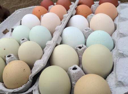 Egg Assortment