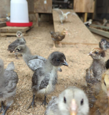 They are then weaned and kept in a safe enclosure for eight weeks before being introduced to the flock.