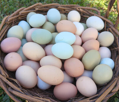 Eggs are collected twice a day and packed in a mix of shell colors, then stored for fresh delivery — averaging just 3–4 days old upon delivery.
