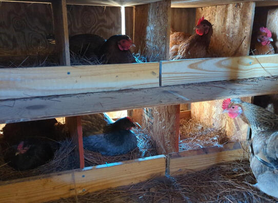 Pullets may begin laying eggs as early as sixteen weeks of age.