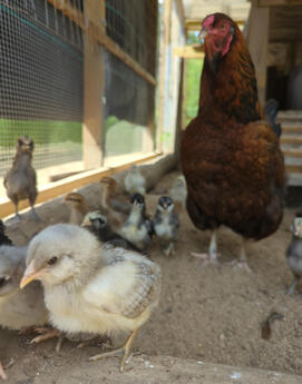 Chicks are raised by hens for four weeks, during which they learn what’s safe to eat, how to avoid danger, and how to stay warm and regulate their activity.