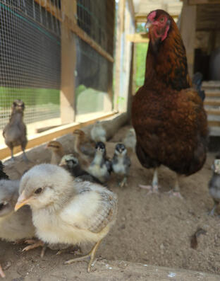 Chicks are raised by hens for four weeks, during which they learn what’s safe to eat, how to avoid danger, and how to stay warm and regulate their activity.