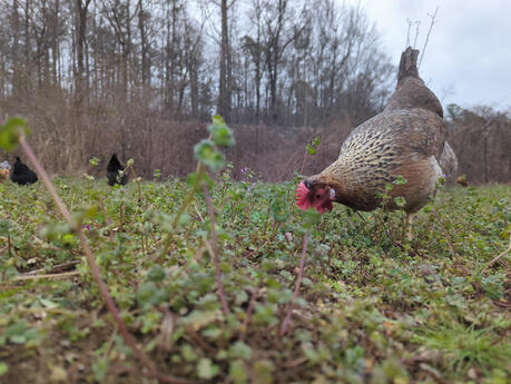From dawn to dusk, the chickens spend their days exploring and foraging...