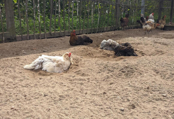 ..dust bathing, sunbathing, practicing short flights, resting, and socializing