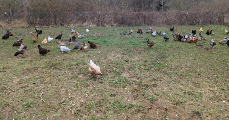 Once they reach three months of age, they join the rest of the flock in the open pasture. There, they forage freely and settle into the natural rhythm of the flock